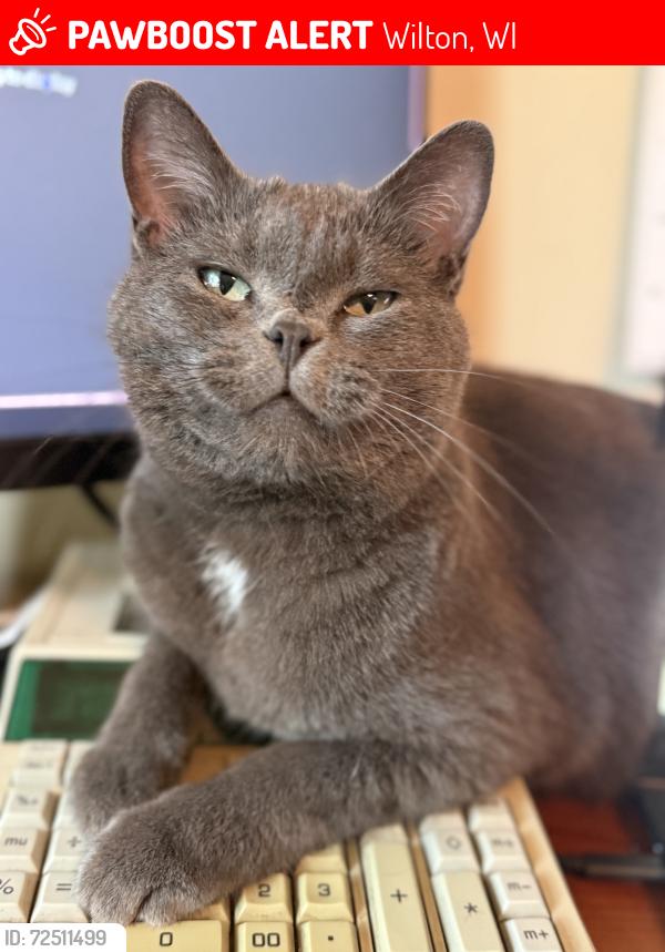 Lost Female Cat last seen Near East St. Kendall WI, Kendall, WI 54638