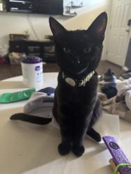 Lost Male Cat last seen Warner trail and california near palm desert country club, Palm Desert, CA 92211