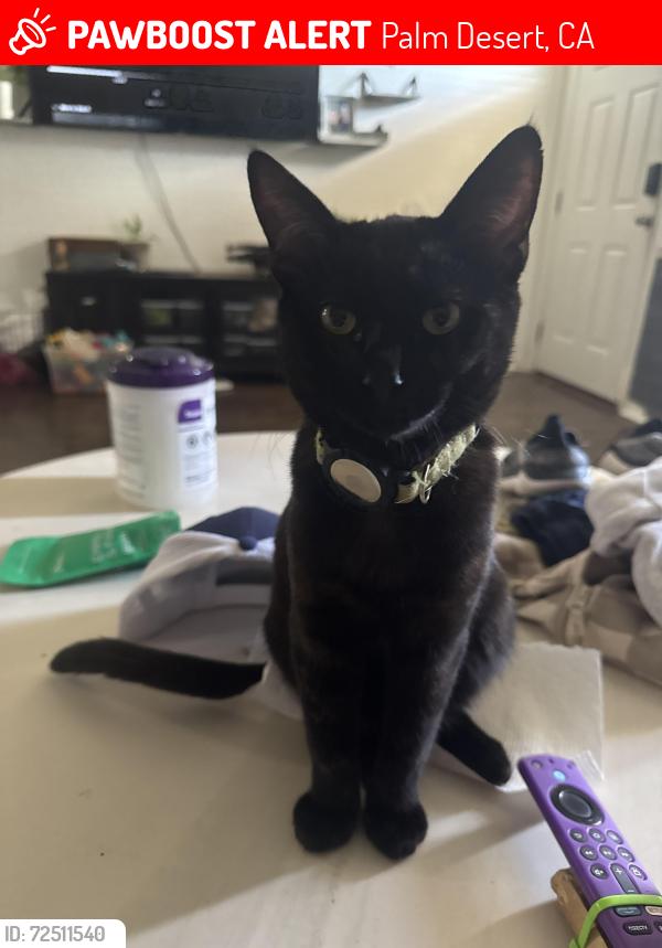 Lost Male Cat last seen Warner trail and california near palm desert country club, Palm Desert, CA 92211