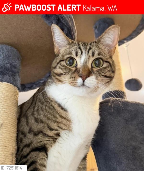 Lost Male Cat last seen China Garden Rd. , Kalama, WA 98625