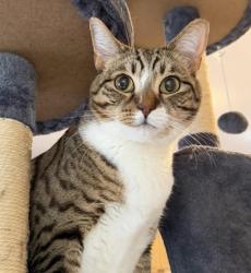 Lost Male Cat last seen China Garden Rd. , Kalama, WA 98625