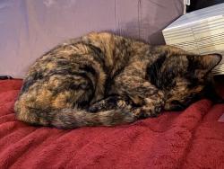 Lost Female Cat last seen Near w ave & 86th s, Tulsa, OK 74132