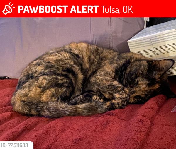 Lost Female Cat last seen Near w ave & 86th s, Tulsa, OK 74132