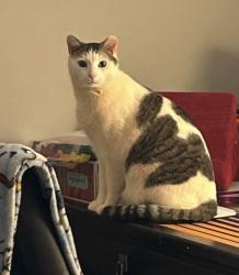 Lost Male Cat last seen Woodcone trail and vista trail, Homeland Park, SC 29624