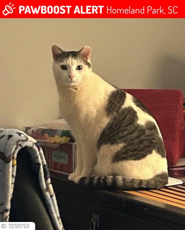 Lost Male Cat last seen Woodcone trail and vista trail, Homeland Park, SC 29624