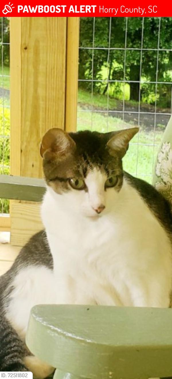 Lost Female Cat last seen Old Wampee Rd, Horry County, SC 29566