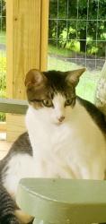 Lost Female Cat last seen Old Wampee Rd, Horry County, SC 29566