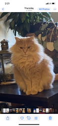 Lost Male Cat last seen Berry lane/Cario/, Gallatin, TN 37066