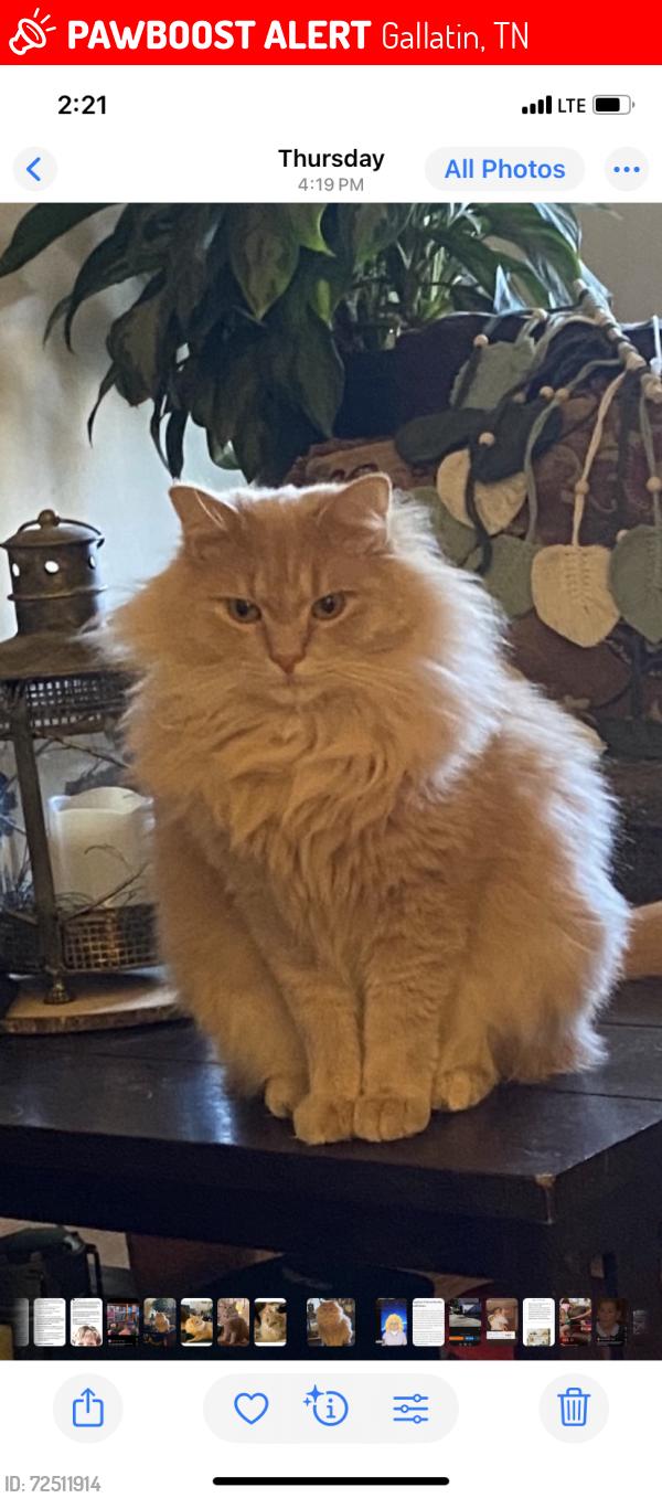 Lost Male Cat last seen Berry lane/Cario/, Gallatin, TN 37066