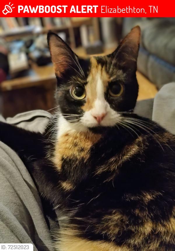 Lost Female Cat last seen Airport road , Elizabethton, TN 37643
