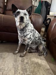 Lost Female Dog last seen Danny’s fish and camp edneyville, Hendersonville, NC 28792