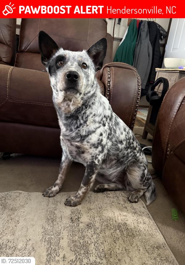 Lost Female Dog last seen Danny’s fish and camp edneyville, Hendersonville, NC 28792