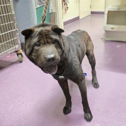 Found/Stray Male Dog last seen ramona park 3300 E 65th St, Long Beach, CA 90805, Long Beach, CA 90805