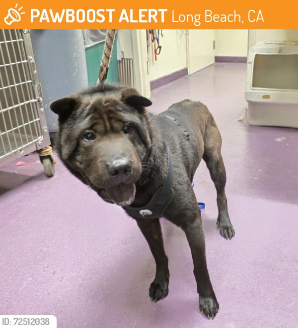 Found/Stray Male Dog last seen ramona park 3300 E 65th St, Long Beach, CA 90805, Long Beach, CA 90805