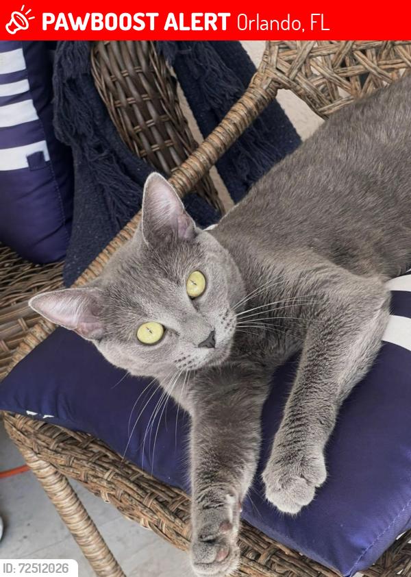 Lost Female Cat last seen Kassik Cir, Wheterbee, Orlando, FL 32824