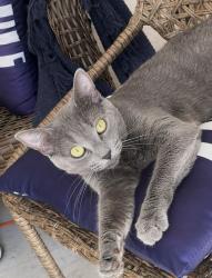 Lost Female Cat last seen Kassik Cir, Wheterbee, Orlando, FL 32824