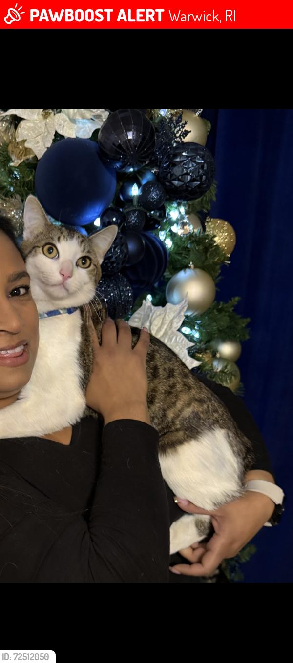 Lost Male Cat last seen Warwick ave and prince st, Warwick, RI 02888