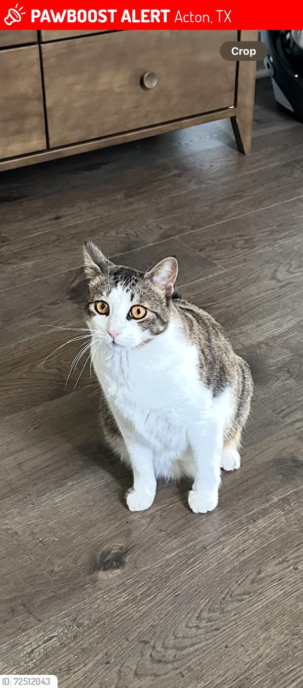 Lost Female Cat last seen Old Granbury Road, Cherokee Lake Ct, Acton, TX 76049