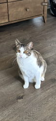 Lost Female Cat last seen Old Granbury Road, Cherokee Lake Ct, Acton, TX 76049