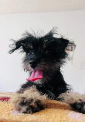 Lost Female Dog last seen Denver and Florence , Los Angeles, CA 90044