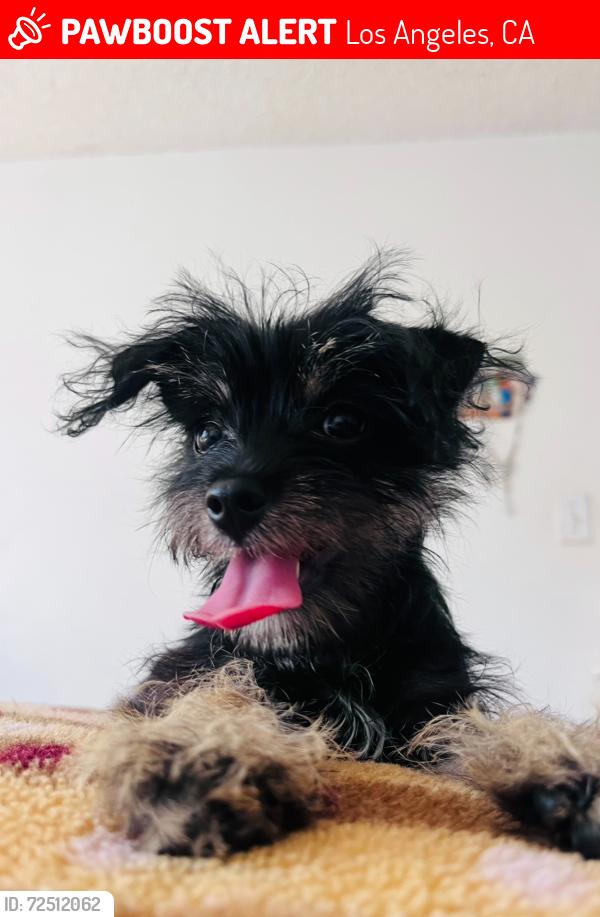 Lost Female Dog last seen Denver and Florence , Los Angeles, CA 90044