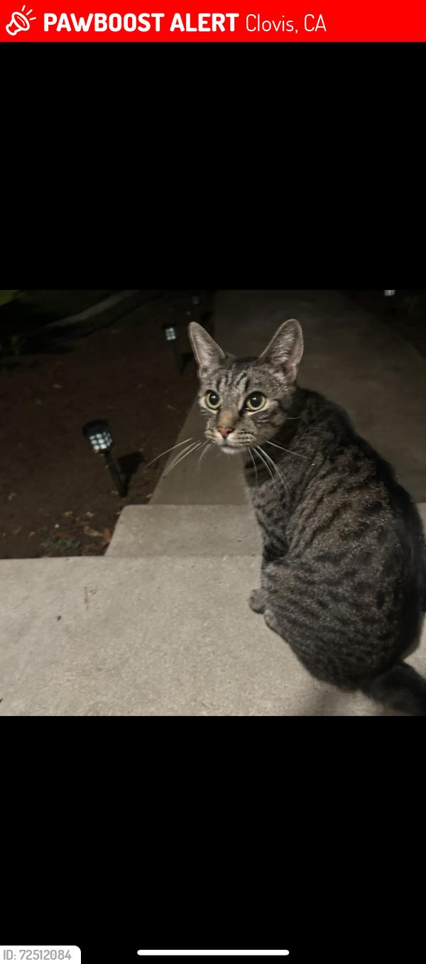 Lost Male Cat last seen Shaw and Fowler, Clovis, CA 93611
