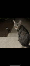 Lost Male Cat last seen Shaw and Fowler, Clovis, CA 93611
