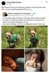 Lost Male Dog last seen Near miller ave fontana,ca 92336, Fontana, CA 92336