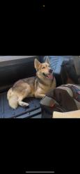Lost Male Dog last seen Pickford place, Los Angeles, CA 90035