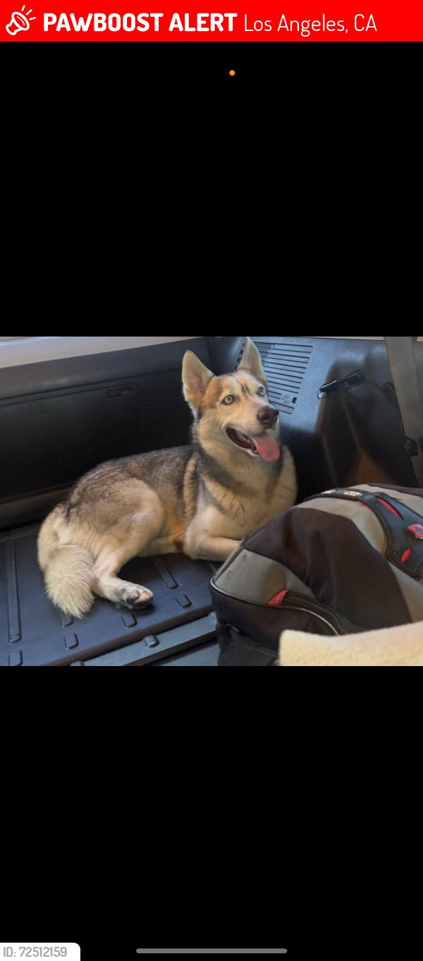Lost Male Dog last seen Pickford place, Los Angeles, CA 90035