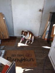 Lost Male Dog last seen Near County Road 35 41, Gaylesville, AL 35973
