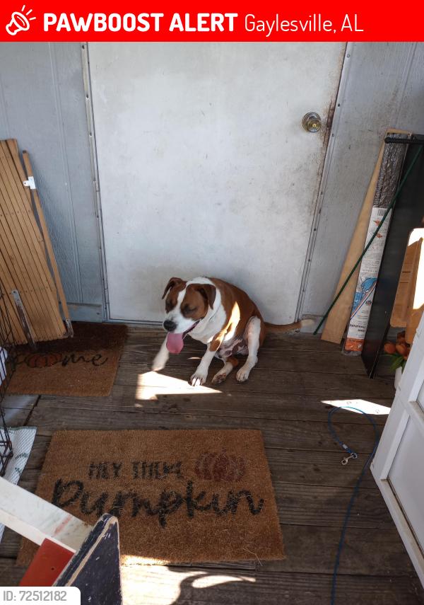 Lost Male Dog last seen Near County Road 35 41, Gaylesville, AL 35973