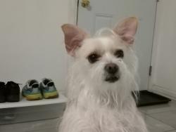 Lost Female Dog last seen 22nd and 23rd st on L St at Wells Fargo bank front doors., Bakersfield, CA 93301