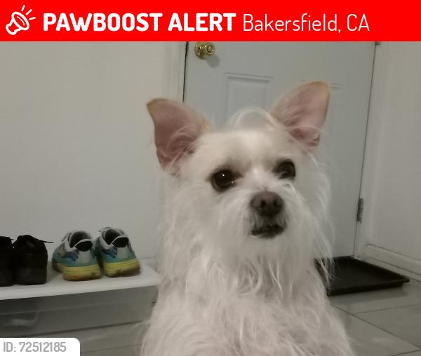 Lost Female Dog last seen 22nd and 23rd st on L St at Wells Fargo bank front doors., Bakersfield, CA 93301