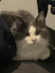 Lost Male Cat last seen Woodlake pkwy, Northeast Side, TX 78109