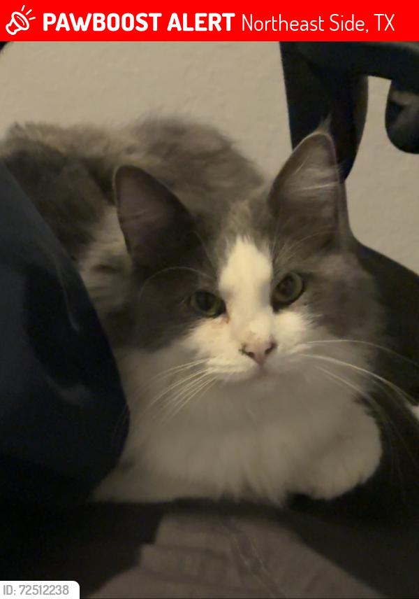 Lost Male Cat last seen Woodlake pkwy, Northeast Side, TX 78109