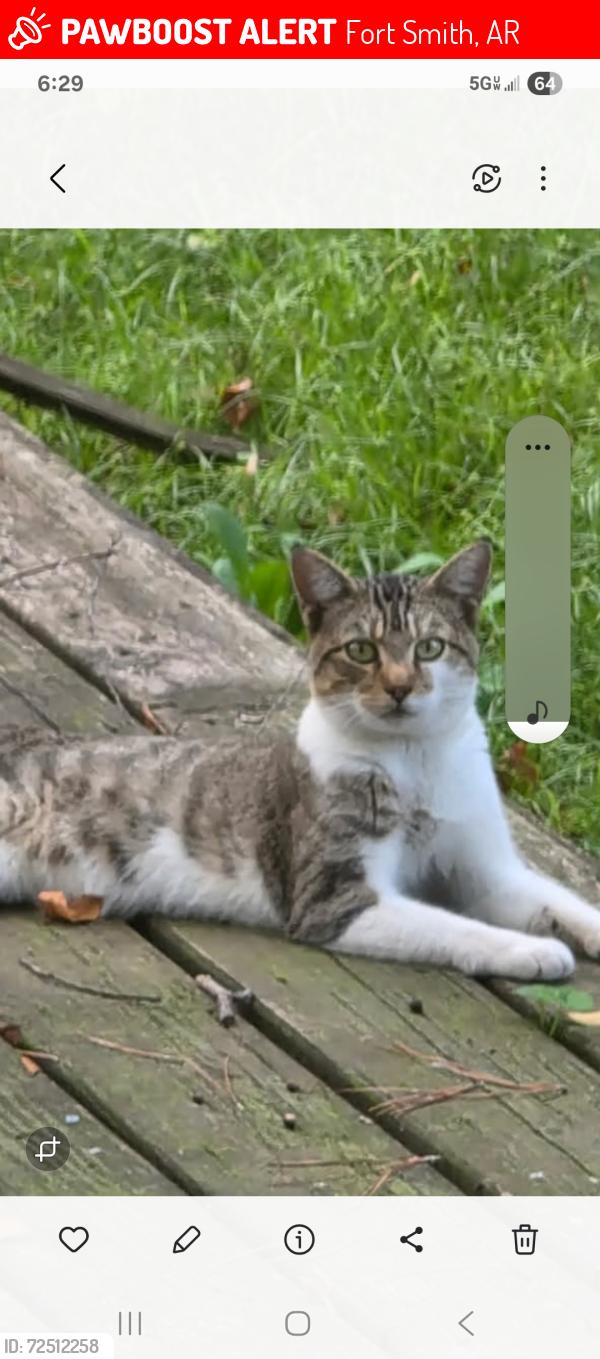 Lost Male Cat last seen North 17th street between c and d street , Fort Smith, AR 72901