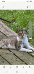 Lost Male Cat last seen North 17th street between c and d street , Fort Smith, AR 72901