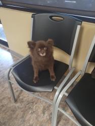 Lost Female Dog last seen Near  oAk Hill West RD vingto Ga 30016, Covington, GA 30016