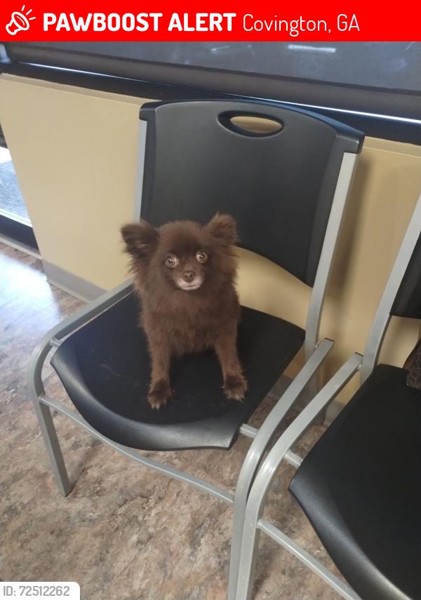 Lost Female Dog last seen Near  oAk Hill West RD vingto Ga 30016, Covington, GA 30016