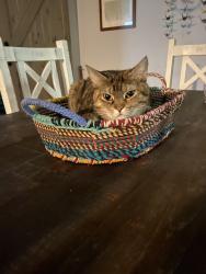 Lost Female Cat last seen Mallette and Edinburgh , Victoria, TX 77904