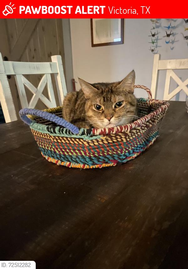 Lost Female Cat last seen Mallette and Edinburgh , Victoria, TX 77904