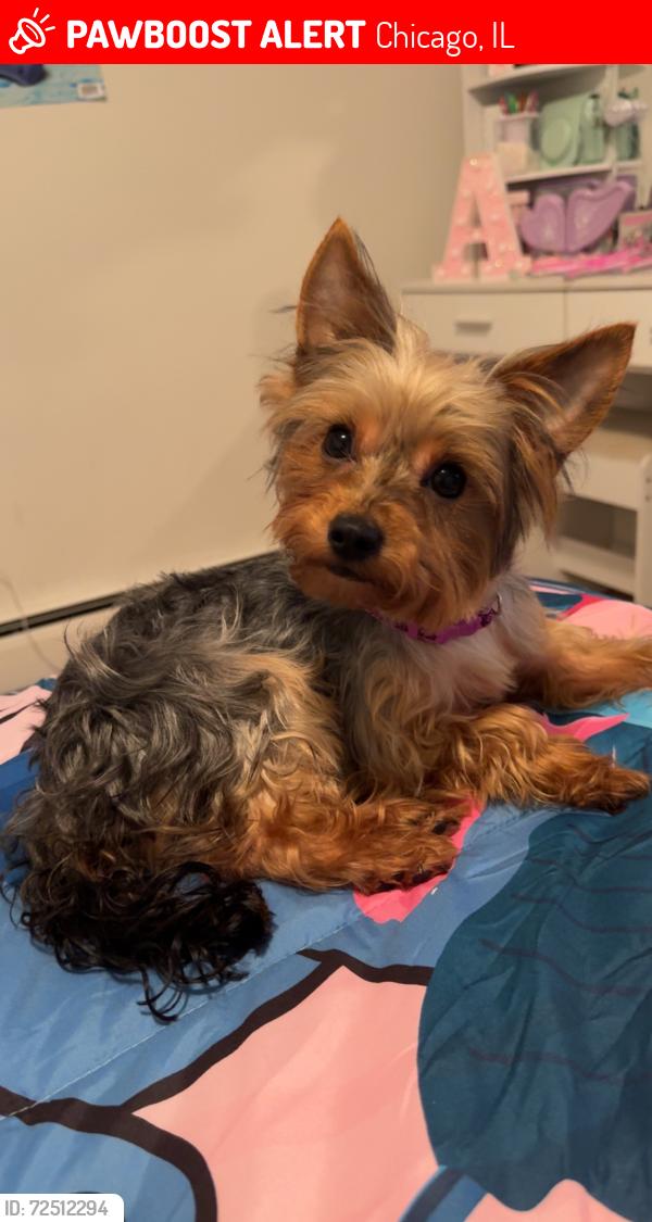 Lost Female Dog last seen W Huron and Avers, Chicago, IL 60624