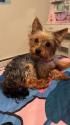 Lost Female Dog last seen W Huron and Avers, Chicago, IL 60624
