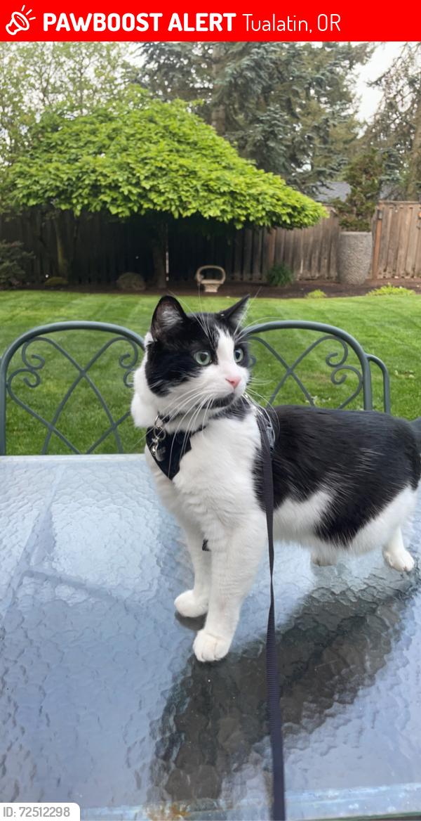 Lost Male Cat last seen Corner of Helenius and 106th near Graham’s Ferry, Tualatin, OR 97062