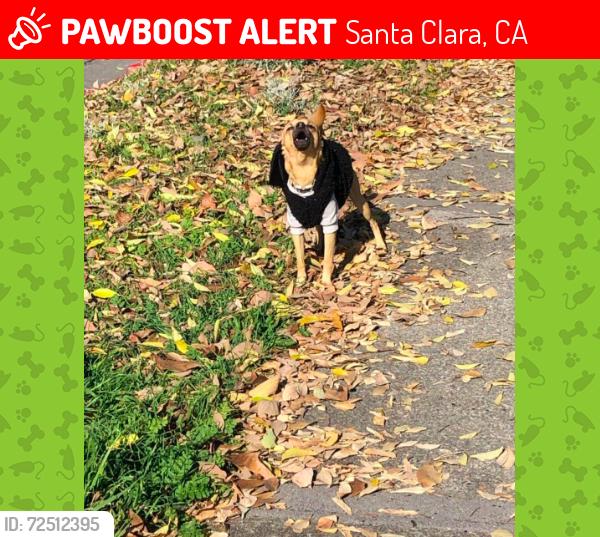 Lost Male Dog last seen Lawerence expressway By taco bell, Santa Clara, CA 94087