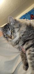 Lost Male Cat last seen 43rd ave and 10th st Greeley co , Greeley, CO 80634