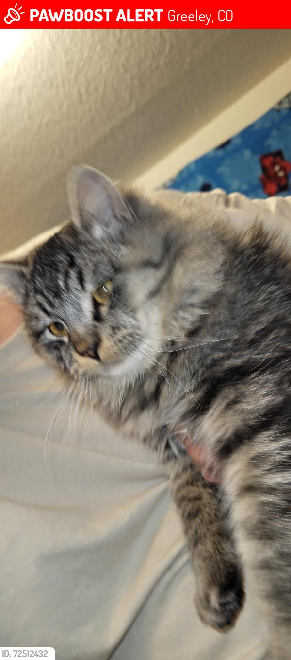 Lost Male Cat last seen 43rd ave and 10th st Greeley co, Greeley, CO 80634