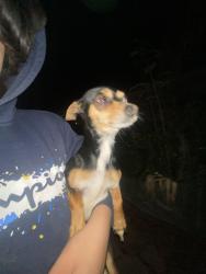 Lost Male Dog last seen E Harmony & Mesa Dr, Mesa, AZ 85209