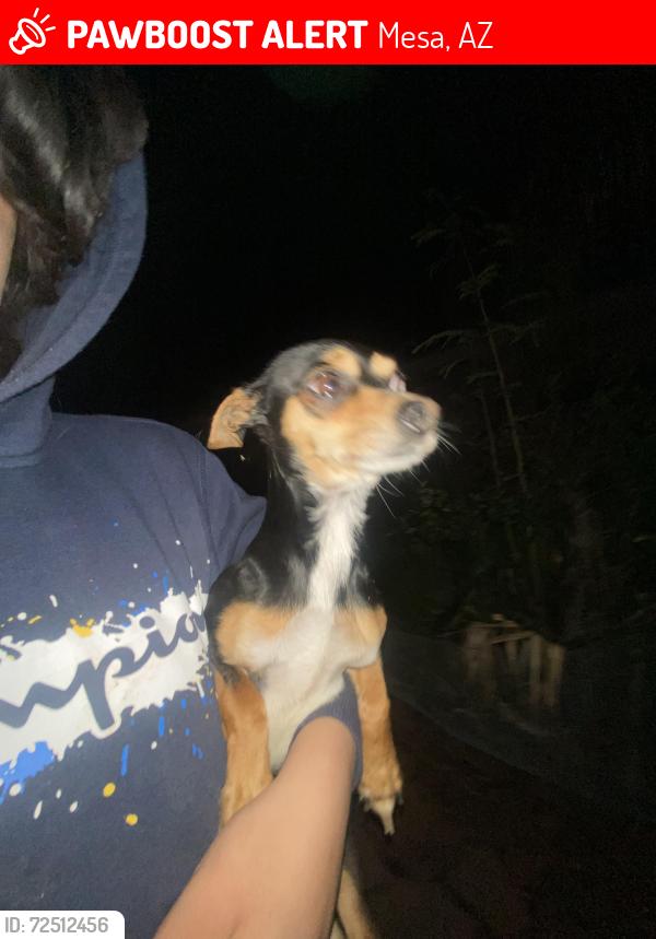 Lost Male Dog last seen E Harmony & Mesa Dr, Mesa, AZ 85209